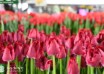 Tulipa Crispy Reddino ® (2)